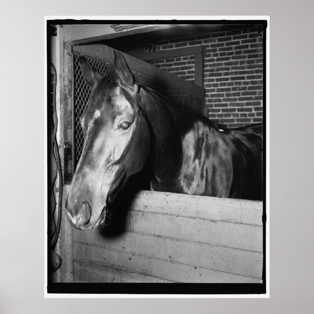 Affiches Vintage Billy le cheval (Devant)