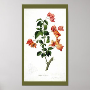 Affiches Vintage Botanique-Fleur-Bouganville