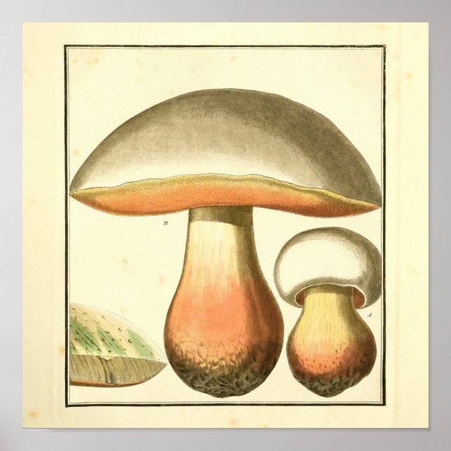 Affiches Vintage Brown Champignons rouges Imprimer (Devant)