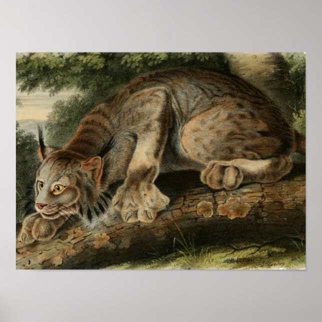 Affiches Vintage Canadian Lynx Illustration (Devant)