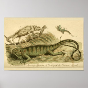 Affiches Vintage Chameleon Iguana Histoire naturelle Imprim