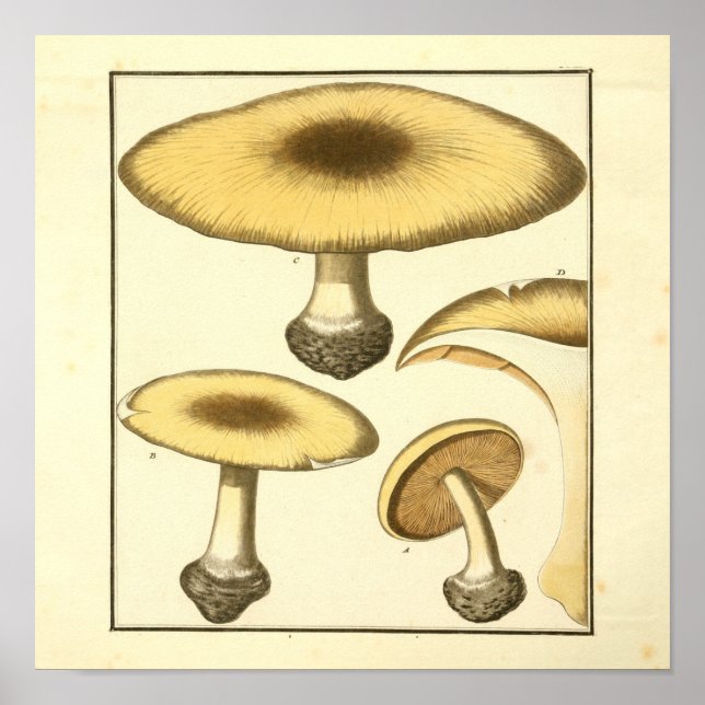 Affiches Vintage Champignons Brown Art Imprimer (Devant)