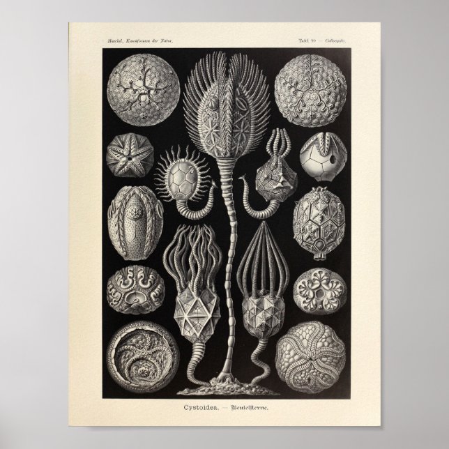 Affiches Vintage Cystoidea Ernst Haeckel Art Imprimer (Devant)