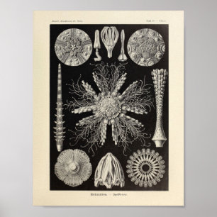 Affiches Vintage Echinidea Color Ernst Haeckel Art Imprimer