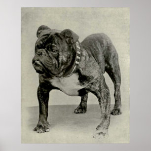 Affiches Vintage English Bulldog