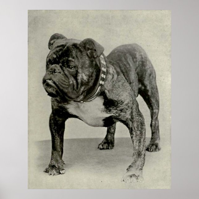 Affiches Vintage English Bulldog (Devant)