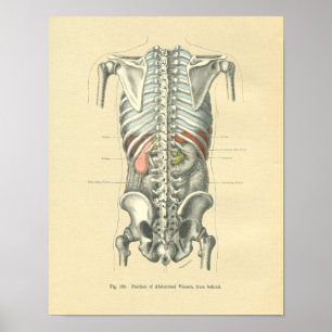 Affiches Vintage Frohse Anatomical Image Torso Spine