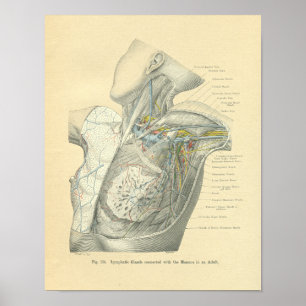 Affiches Vintage Frohse Anatomy of Female Torso