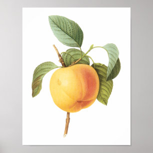 Affiches Vintage Fruit Food, Calville Apple par Redoute