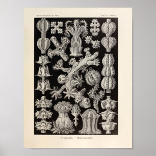 Affiches Vintage Gorgonida Color Ernst Haeckel Art Imprimer