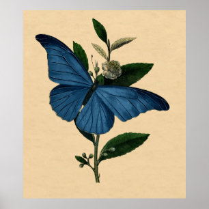 Affiches Vintage Histoire Naturelle Décor Mur Papillon Bleu