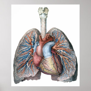 Affiches Vintage Human Anatomy Lungs Heart Organs Blood