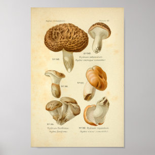 Affiches Vintage Hydnum Champignons Brown Art