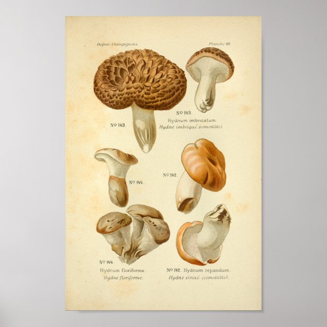 Affiches Vintage Hydnum Champignons Brown Art (Devant)