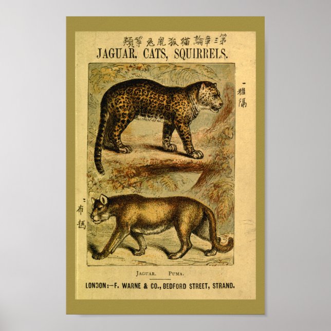 Affiches Vintage Jaguar Puma Cat Histoire naturelle Imprime (Devant)