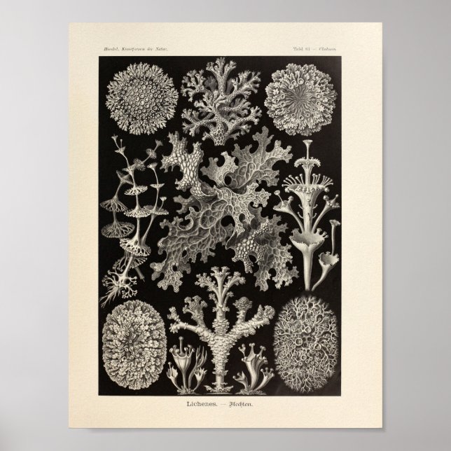 Affiches Vintage Lichenes Ernst Haeckel Imprimer (Devant)