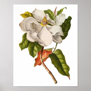 Affiches Vintage Magnolia Art Print #5 Botanical Wall Art