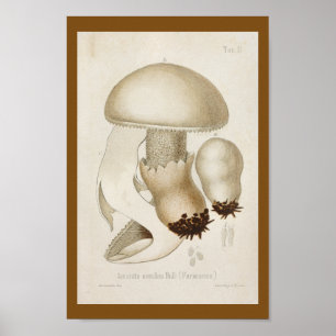 Affiches Vintage Mushrooms White Casquette Art de 1899 Impr