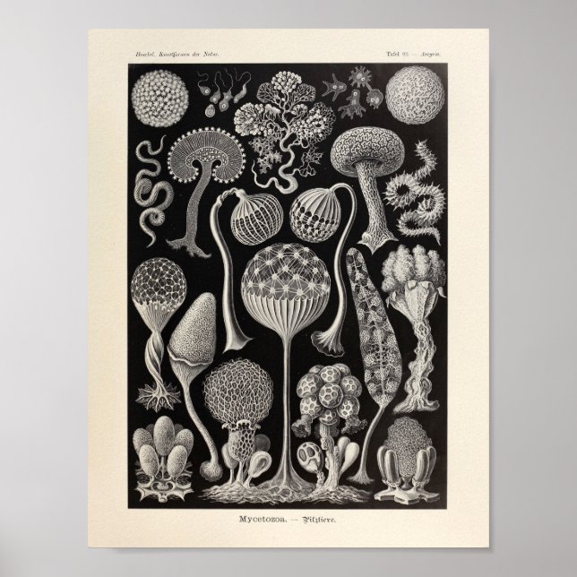 Affiches Vintage Mycetozoa Ernst Haeckel Art Imprimer (Devant)