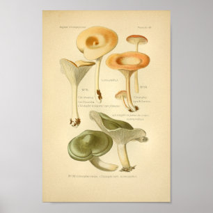 Affiches Vintage Orange Green Mushrooms Art Print French