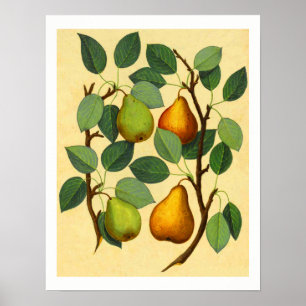 Affiches Vintage Pears v.2