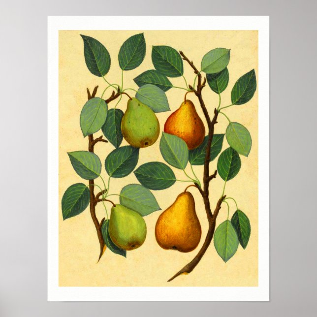 Affiches Vintage Pears v.2 (Devant)