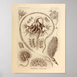 Affiches Vintage Pennatulida Couleur Ernst Haeckel Imprimer