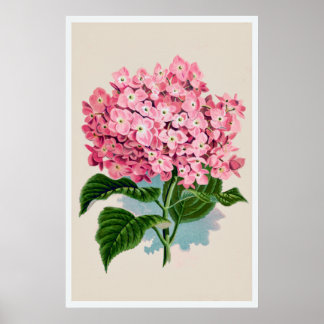 Affiches Vintage Pink Hydrangea Flower Print