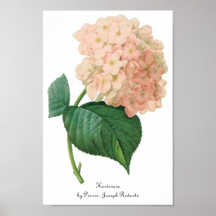 Affiches Vintage Pink Hydrangea Hortensia Flower by Redoute