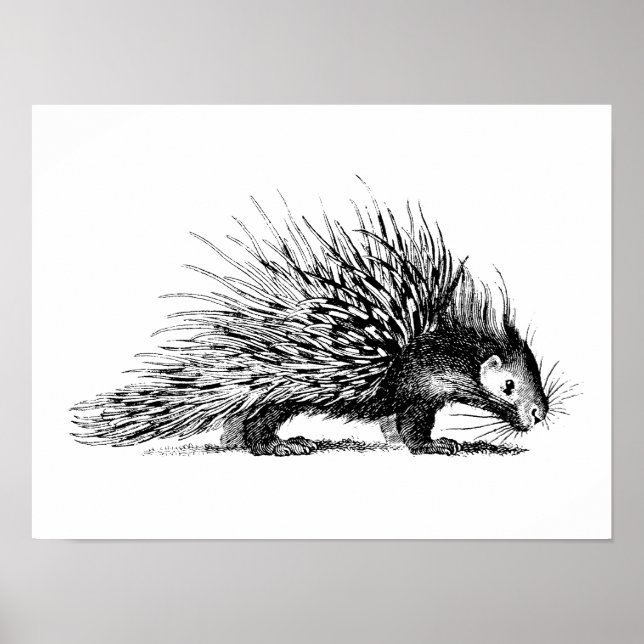 Affiches Vintage Porcupine Illustration - 1800's Porcupines (Devant)