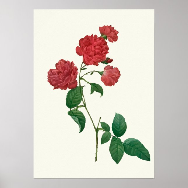Affiches Vintage Red Roses Botanique Imprimer (Devant)
