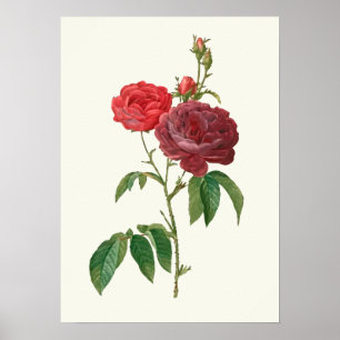 Affiches Vintage Red Roses Botanique Imprimer