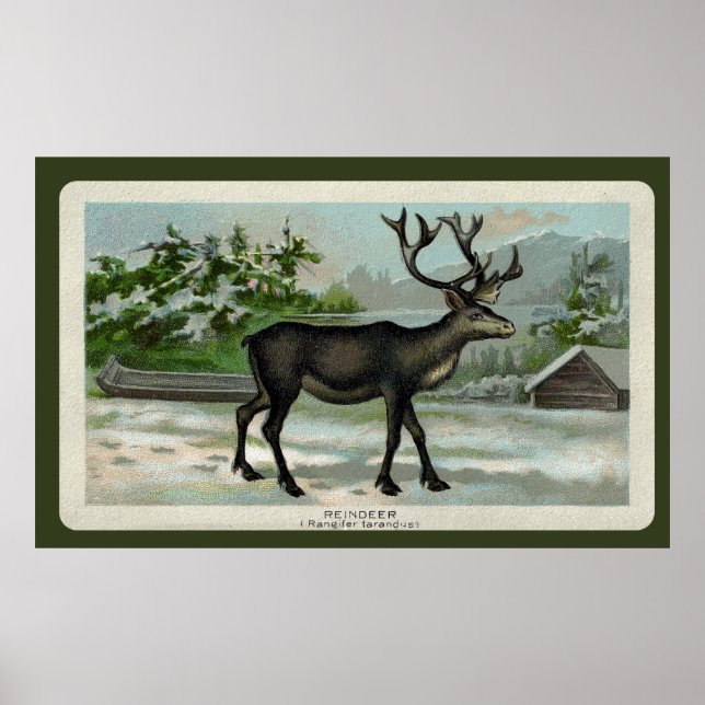 Affiches Vintage Reindeer Print (Devant)