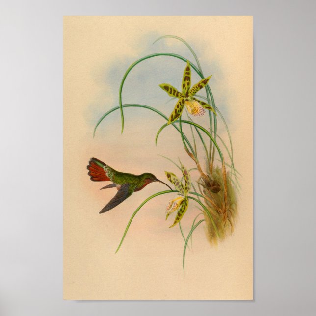 Affiches Vintage Rouge Colibri Imprimer Fleur jaune (Devant)