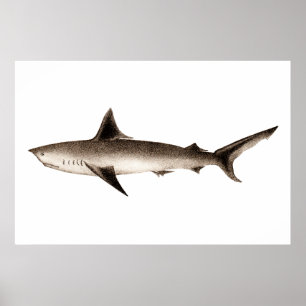 Affiches Vintage Shark Illustration - Retro Sharks Template