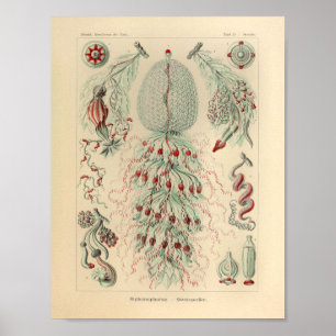 Affiches Vintage Siphonophorae Color Ernst Haeckel Imprimer
