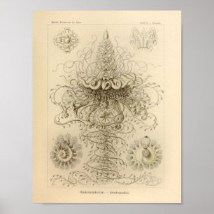 Affiches Vintage Siphonophorae Couleur Ernst Haeckel Imprim