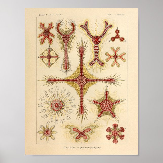Affiches Vintage Starfish Ernst Haeckel Imprimer Sea Life (Devant)