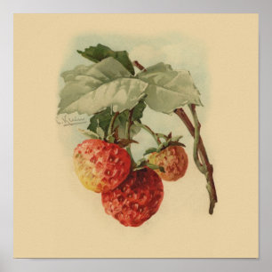 Affiches Vintage strawberries
