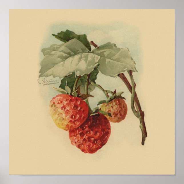 Affiches Vintage strawberries (Devant)
