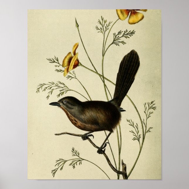 Affiches Vintage Wren au sol (Devant)