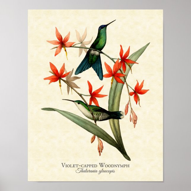 Affiches Violet Capped Wood Nymphe Hummingbird Art Imprimer (Devant)
