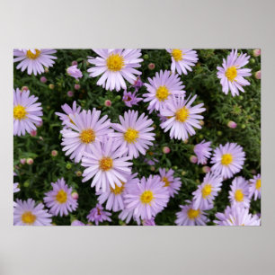 Affiches violet clair