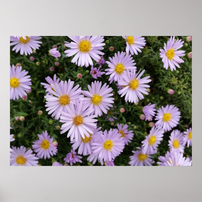 Affiches violet clair (Devant)