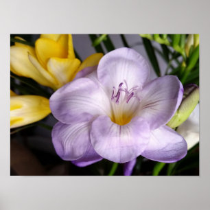 Affiches violet freesia