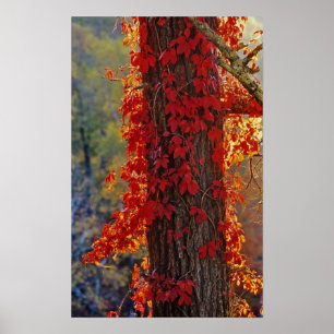 Affiches Virginia Creeper rouge vif en automne à