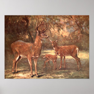 Affiches Virginian Deer, alias White Tail Deer par CE Swan
