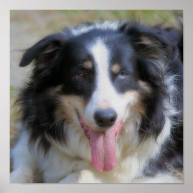 Affiches Visage de Border Collie tricolore (Devant)