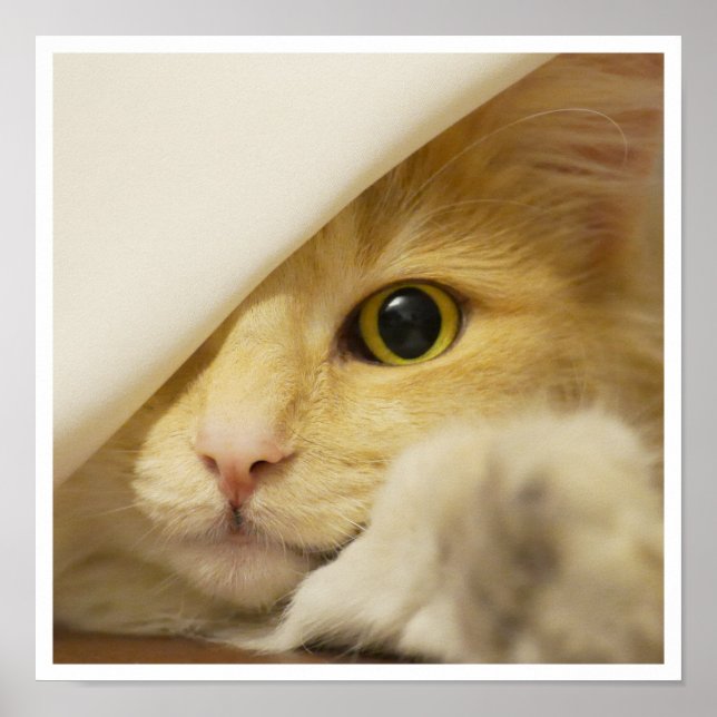 Affiches Visage de chatte jaune mignon à l'extérieur de la  (Devant)