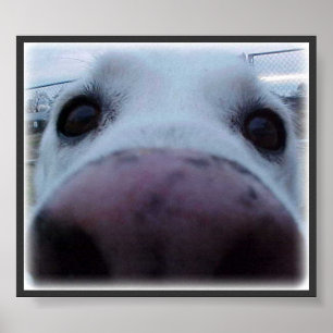 Affiches Visage de chien